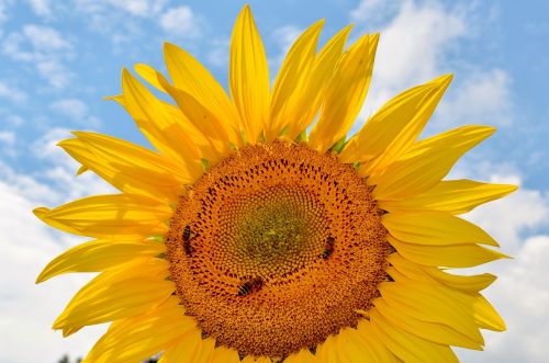 sun flower flower bees