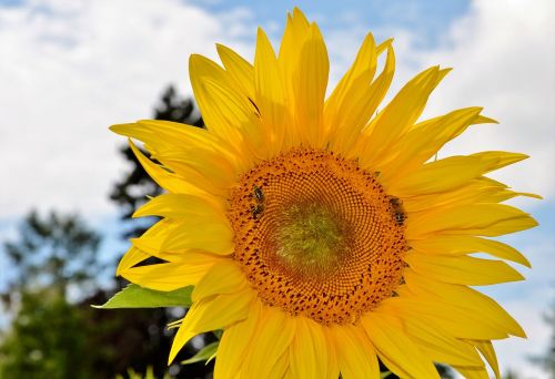 sun flower flower bees