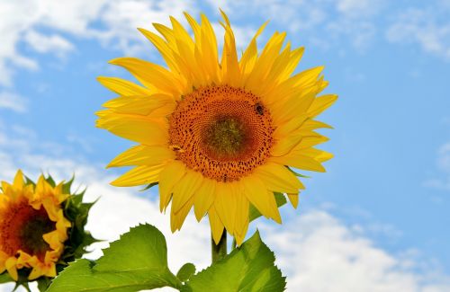 sun flower flower bees