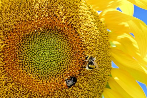 sun flower cores sunflower seeds