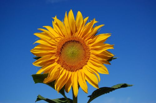 sun flower flowers blue