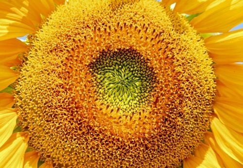 sun flower flower helianthus annuus