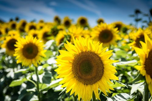 sun flower nature summer