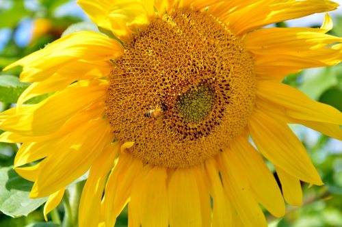 sun flower flower bees