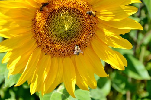 sun flower flower bees