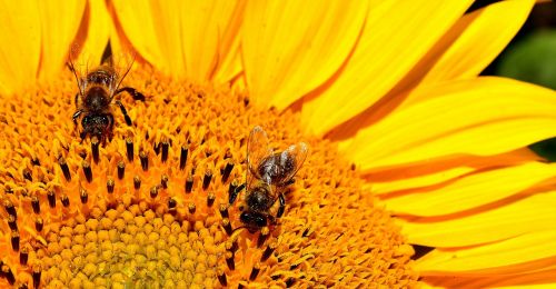 sun flower bees summer