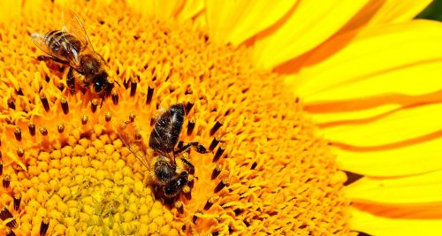 sun flower bees summer