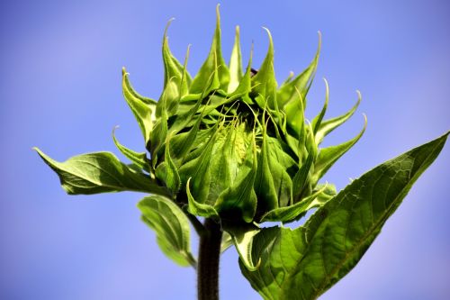 sun flower bud sunflower bud