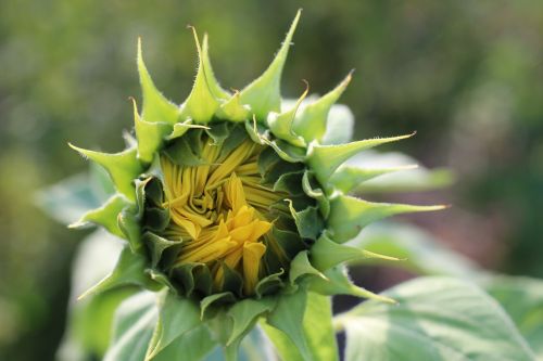 sun flower yellow plant