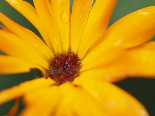 sun flower dewdrop flower