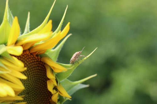 sun flower beetle yellow
