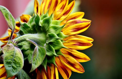 sun flower summer garden