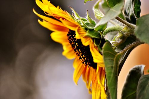 sun flower summer garden