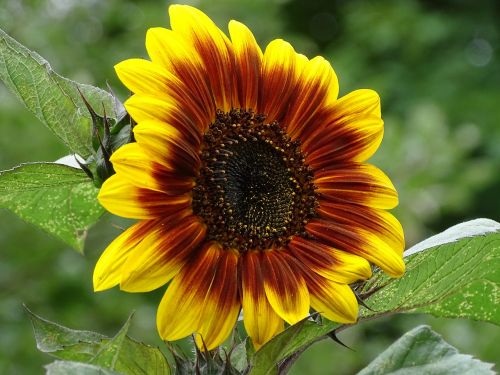 sun flower sunflower dark sun flower