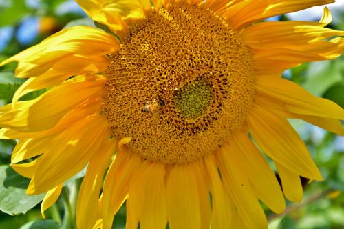 sun flower bee plant