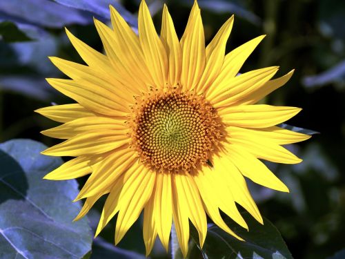 sun flower flower yellow