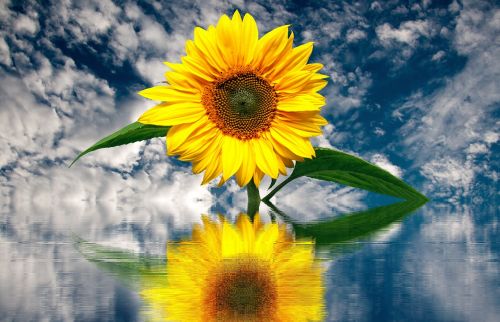 sun flower summer sunflower