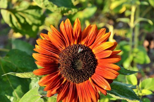 sun flower fly plant