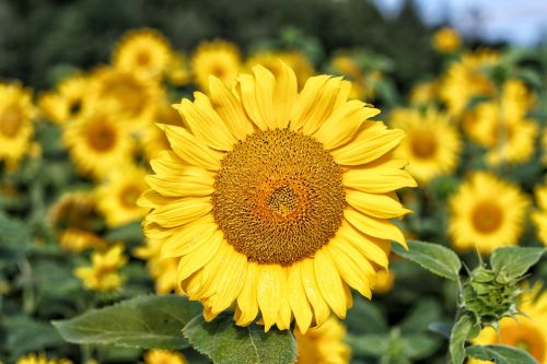 sun flower yellow green