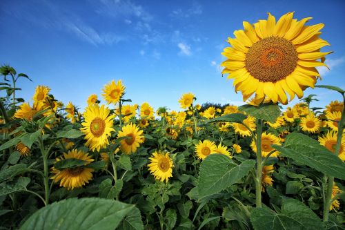 sun flower green yellow