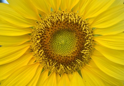 sun flower flower yellow