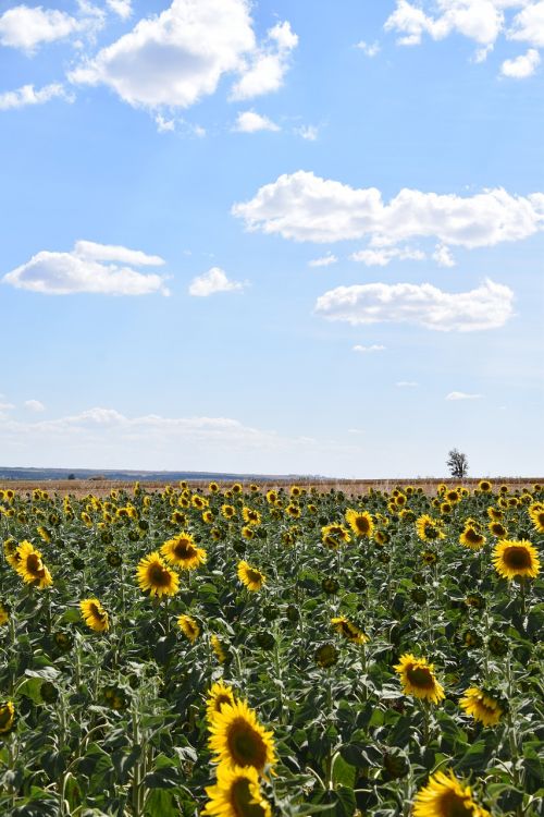 sun flower sunflower field sky