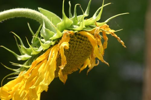 sun flower summer yellow