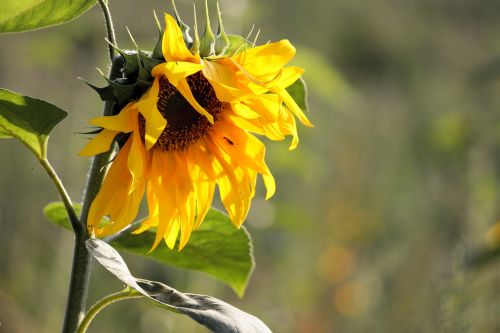 sun flower blossom bloom