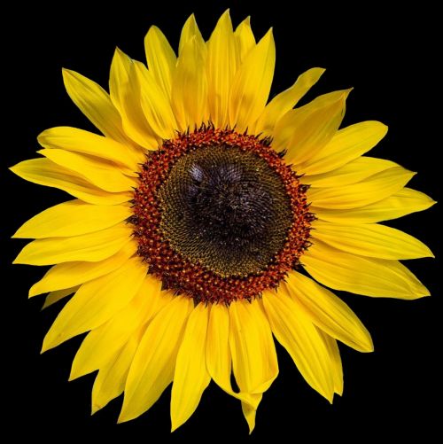 sun flower isolated flower