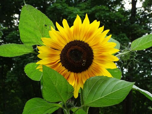 sun flower sunflower hummel