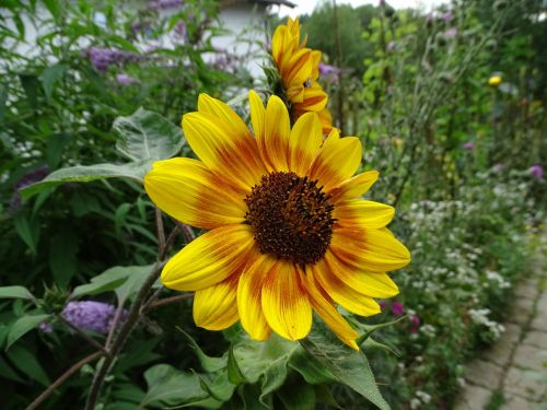 sun flower sunflower summer