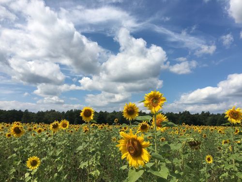 sun flower flower sunflower field