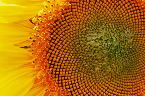 sun flower close macro