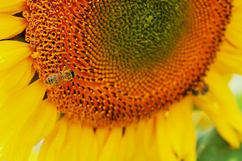 sun flower close macro