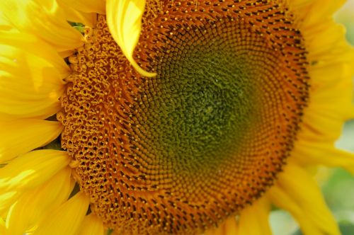 sun flower close macro