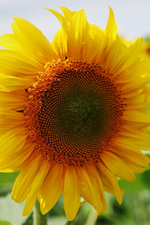 sun flower close macro