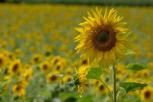 sun flower plant summer