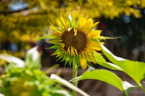 sun flower summer plant