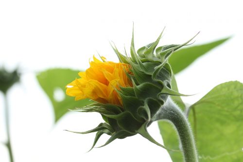 sun flower flourished nature