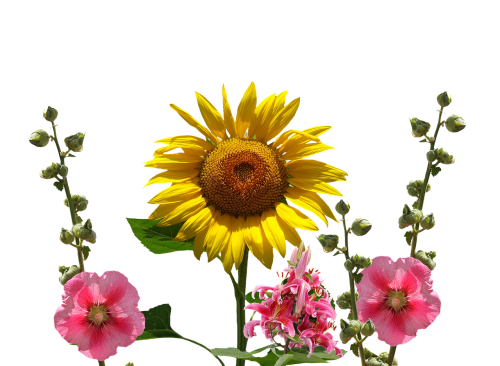 sun flower summer hollyhock flower