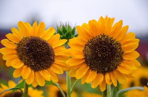 sun flower flowers yellow