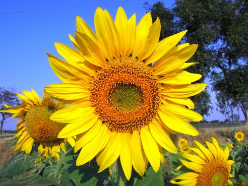 sun flower sunflower flower