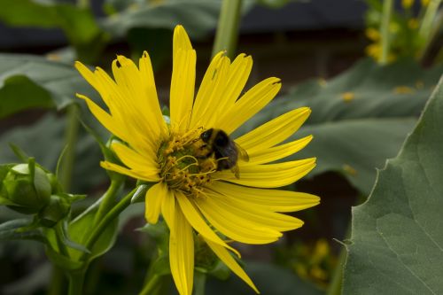 sun flower bee garden