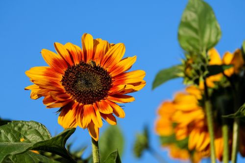 sun flower flower flowers