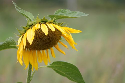 sun flower blossom bloom