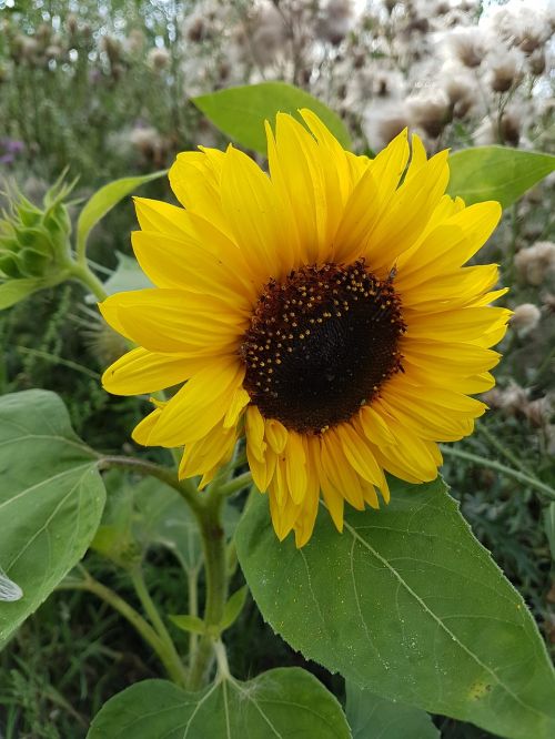 sun flower garden summer