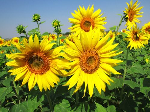 sun flower flower blossom