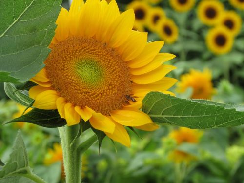 sun flower sun flower garden singapore