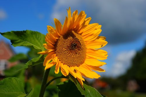 sun flower blossom bloom