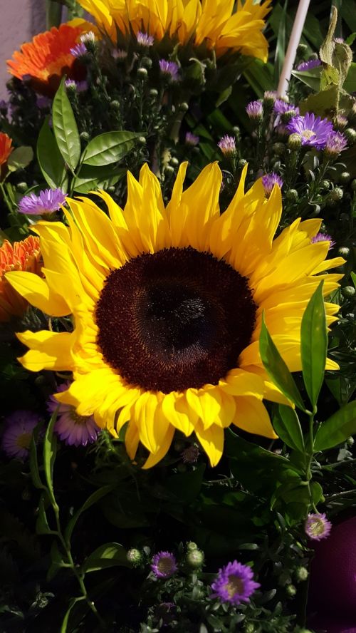 sun flower flower sun